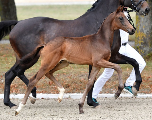 Embryotransfer foal Netstutteriets Fazza (by Franklin x Zack) :: Photo © Ridehesten