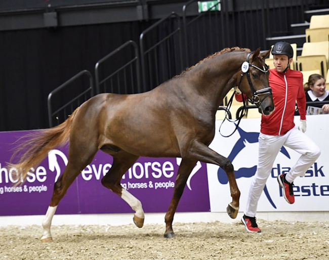 Liam G (by Londontime x Belissimo M) at the 2018 Danish Warmblood Stallion Licensing in Herning :: Photo © Ridehesten