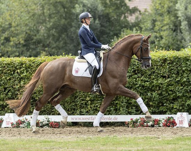 Sir Hubert (by Sir Heinrich x Florestan) :: Photo © Westfalenpferde.de