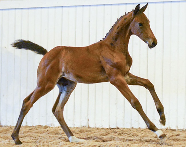 Prelude CML, price highlight of the 2018 Swedish Warmblood Elite Foal Auction