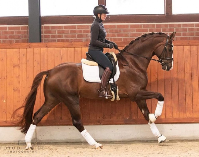 Bernadette Brune and Gunner KS at Gestut Brune in Germany :: Photo © Fotodiele.de