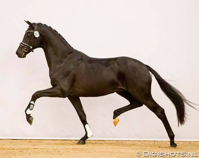 Le Formidable (by Bordeaux x Ferro x De Niro) at the pre-selection :: Photo © Digishots