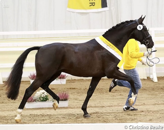 The 2018 Westfalian Licensing Champion by Dancier x Floriscount now approved for Hanoverian breeding as a premium stallion :: Photo © Christina Beuke