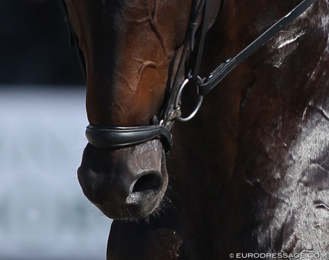 Dropped noseband, positioned too deep and pressing into the nostrils, at the 2018 World Young Horse Championships :: Photo © Astrid Appels