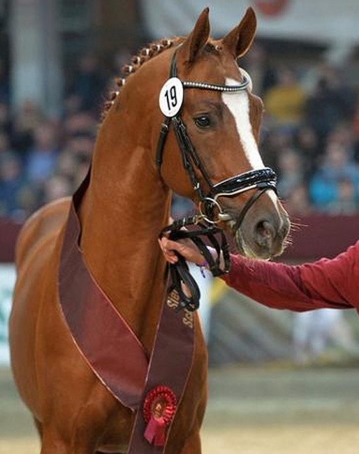 Quinoa :: Photo © Neustadt/Dosse
