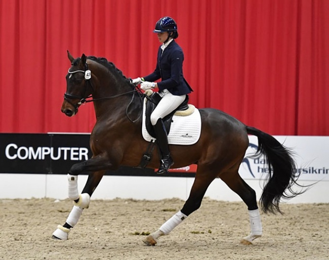 Premium stallion Tophøjs Falchetto :: Photo © Ridehesten