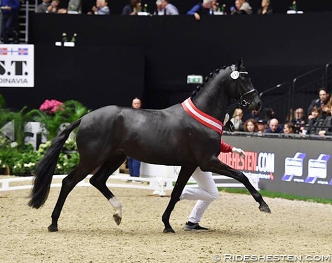 Kremlin MD (KWPN, by Governor x Rousseau) named champion of the 2019 Danish Warmblood Stallion Licensing :: Photo © Ridehesten