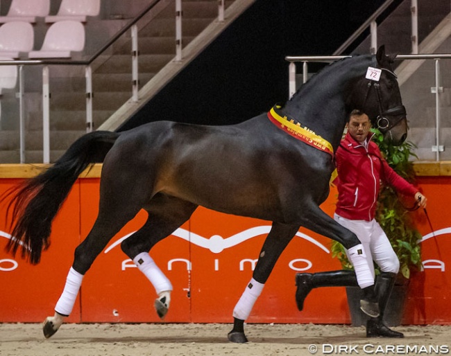 Quinten Begijnhoeve named dressage champion of the 2019 BWP Stallion Licensing :: Photo © Dirk Caremans
