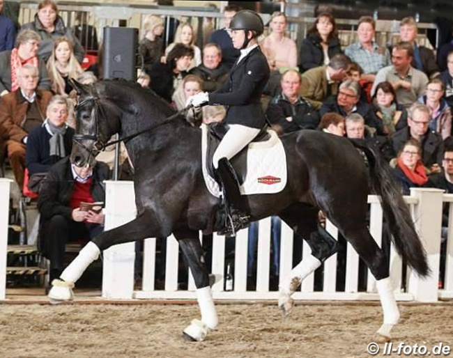 Benefit at a stallion show in Germany in 2018 :: Photo © LL-foto