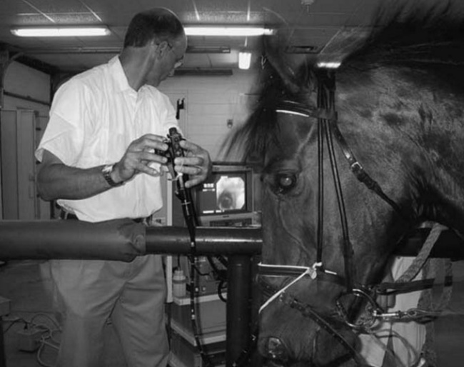 Horse cantering on treadmill wearing Myler correctional-ported barrel bit. Penrose tubing anchoring the endoscope is seen running from the left side of the noseband to the right nostril, and side reins attached to the bit flex the atlanto-occipital joint. Video monitor and VCR can be seen in the background :: Photo © H. Clayton
