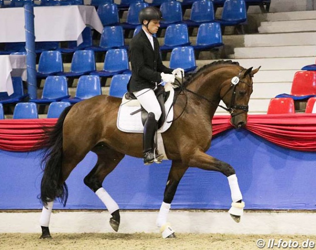 Fynch Hatton (by Formel Eins - Sir Donnerhall I - Weltmeyer) :: Photo © LL-foto
