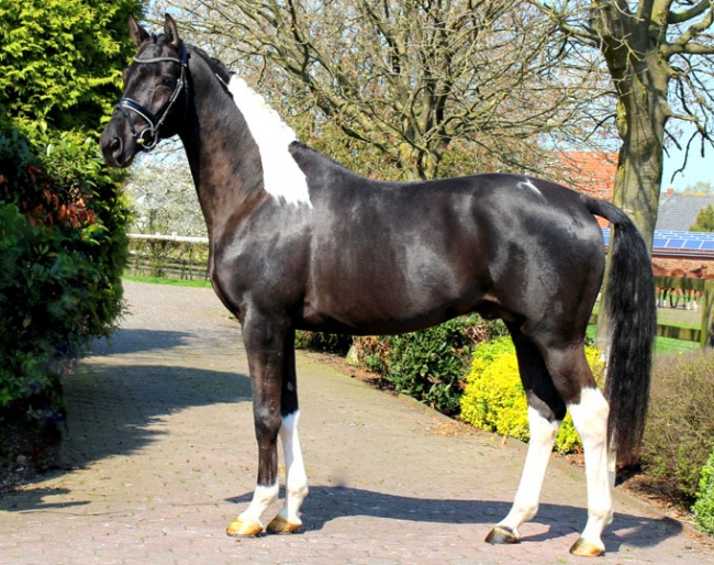 Monaco, a 3-year old premium licensed stallion by Moses x Fidermark x Domenico