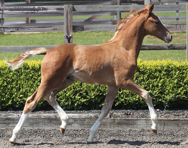 MSJ Carlos, a colt by Charmeur out of Royal Schufro (by Rubin Royal out of Don Schufro’s full sister) - for sale at Mount St. John