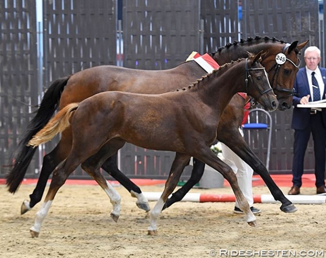 Grand Quest-Bell, Colt Champion at the 2019 Danish Warmblood Elite Mare and Foal Show :: Photo © Ridehesten