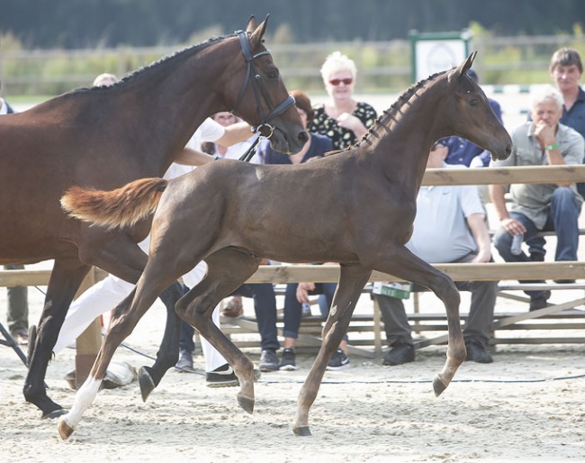 Oberyn Red Viper ZL (by Blue Hors Romanov x Sir Sinclair)
