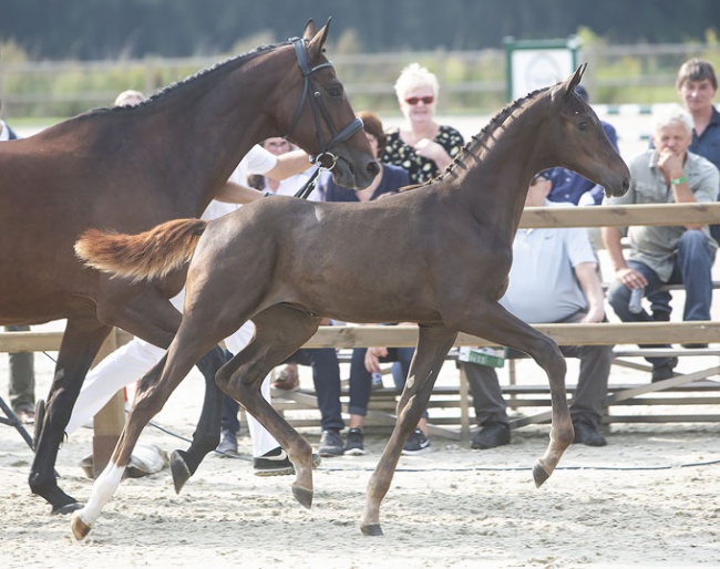 Oberyn Red Viper ZL (by Blue Hors Romanov x Sir Sinclair) 