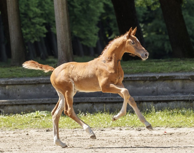 Stunning Rhinelander foals at auction on 17 August 2019