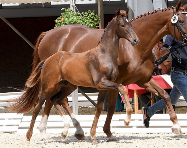 Stunning foals hand-picked for the 2019 PS Online Foal Auction