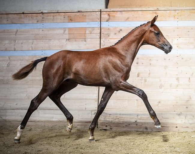 Mio Bellissimo de Oxalis AA CH, 2019 Swiss Warmblood Colt Foal Champion :: Photo © Katja Stuppia