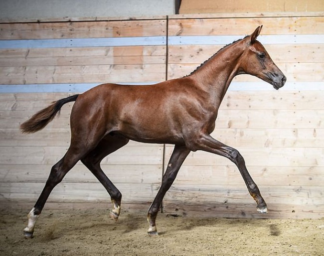 Mio Bellissimo de Oxalis AA CH, 2019 Swiss Warmblood Colt Foal Champion :: Photo © Katja Stuppia