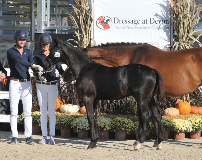 Oskar named 2019 Devon Breed Show Foal Champion :: Photo © Hoof Print Images