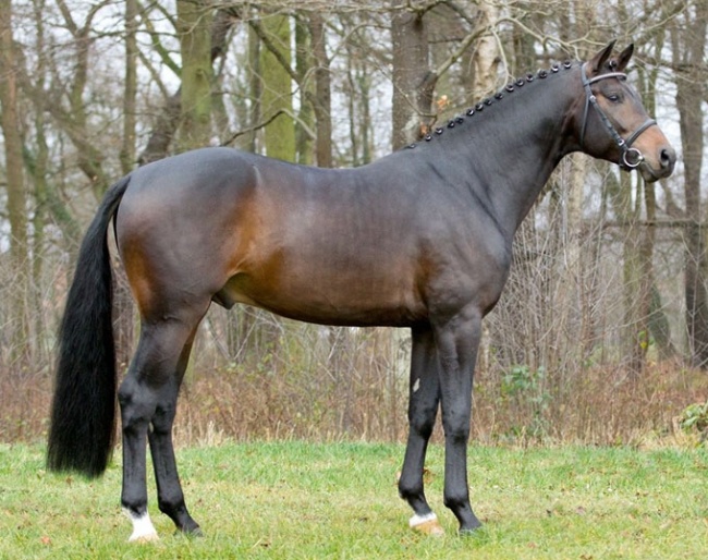 Fehrbellin (by Franziskus x Quaterback) :: Photo © Redefin