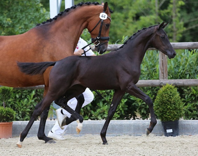Only Diamond (by Daily Diamond x Dream Boy x Dayano)