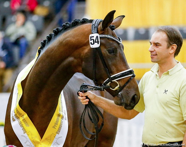 Confess Color (by Cadeau Noir x Licosto) at the 2019 Hanoverian Stallion Licensing :: Photo © Petra Kerschbaum
