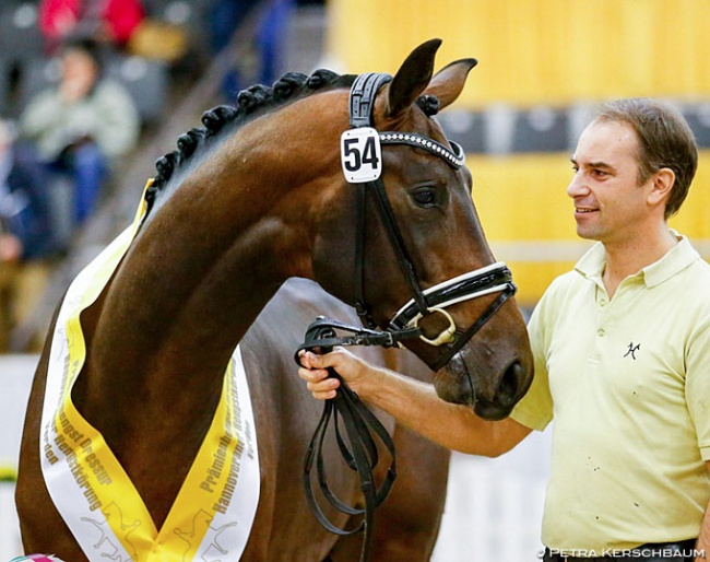 Confess Color (by Cadeau Noir x Licosto) at the 2019 Hanoverian Stallion Licensing :: Photo © Petra Kerschbaum