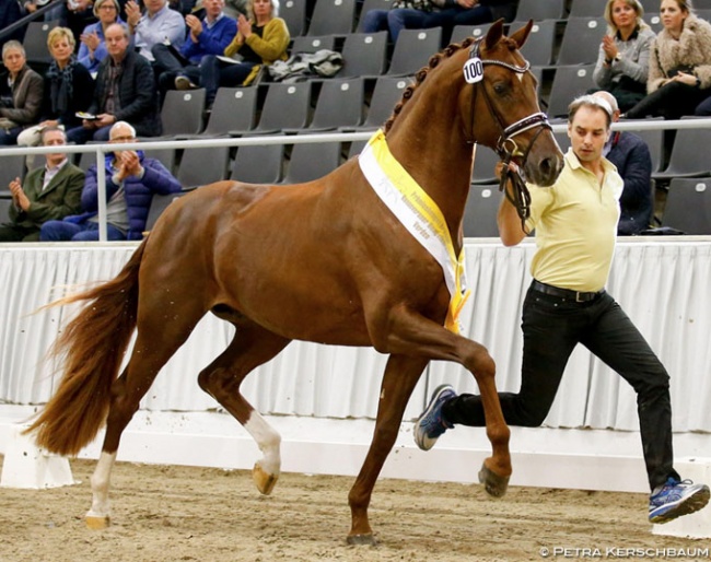 Von und Zu (by Vitalis x Floriscount), crowd favourite at the 2019 Hanoverian Stallion Licensing :: Photo © Petra Kerschbaum