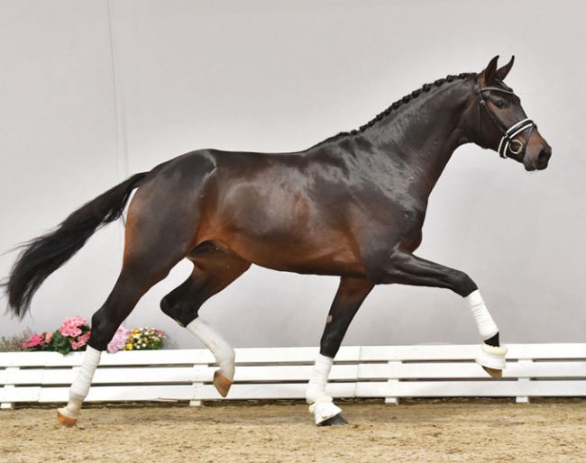Colt by Vincent Maranello x Destano selected for the 2019 Oldenburg Stallion Licensing :: Photo © Feldhaus