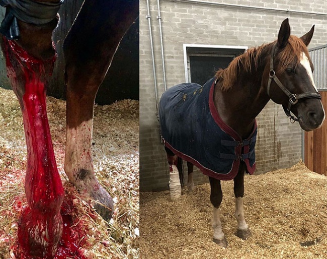 Belamour severs three tendons in hock in field accident. Successfully operated on and now on 6-month box rest before his retirement to the field