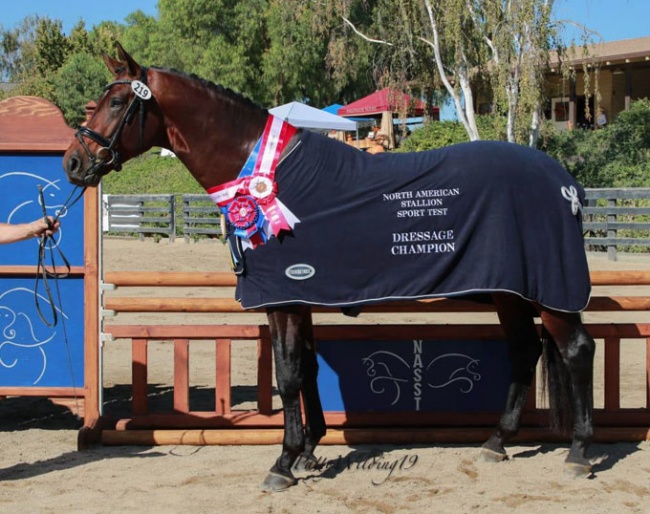 Koning DC, winner of the 2019 North American Stallion Sport Test :: Photo © Patty Wilding