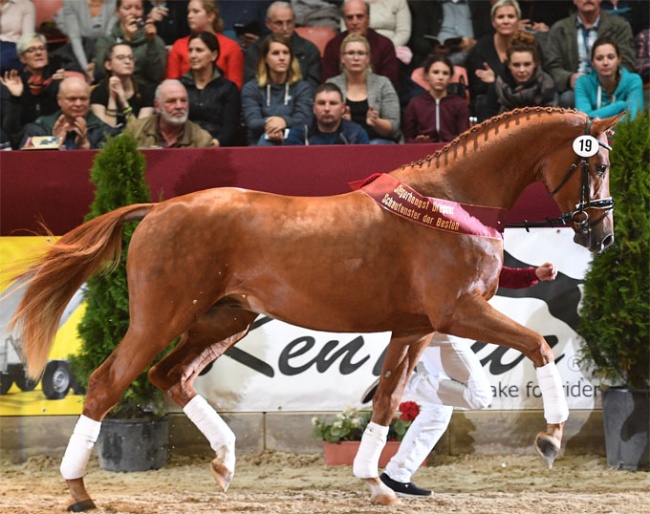 The Lord Loxley x Sir Donnerhall I champion of the 2019 DSP Stallion Licensing :: Photo © Björn Schroeder