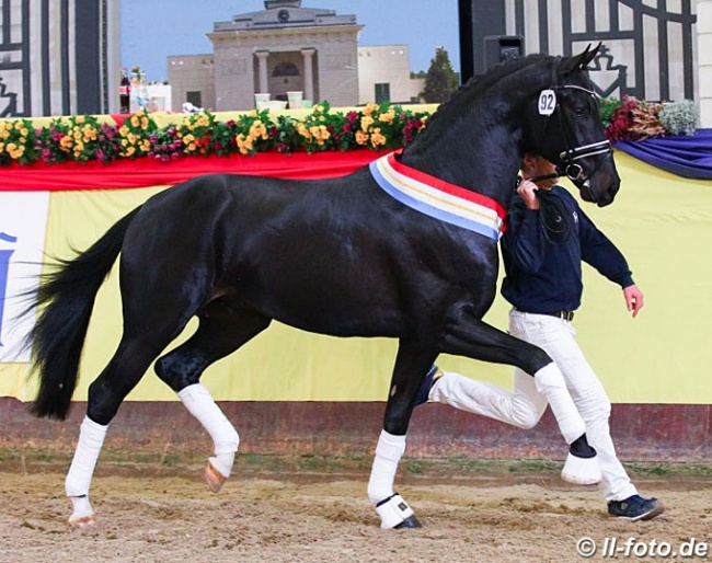 Furstenball x Zonik Colt, Champion of the 2019 Mecklenburger Stallion Licensing :: Photo © LL-foto