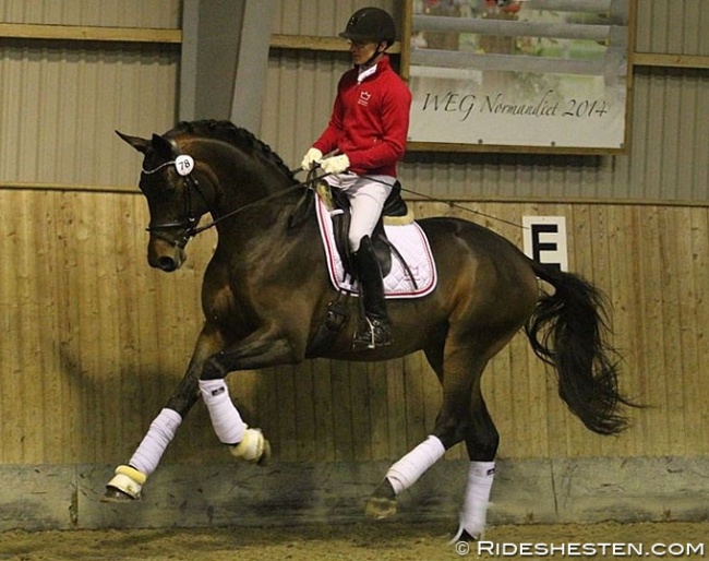 Atterupgaards Barcelo, High Scorer of the 2019 Danish Warmblood Autumn Stallion Performance Test :: Photo © Ridehesten