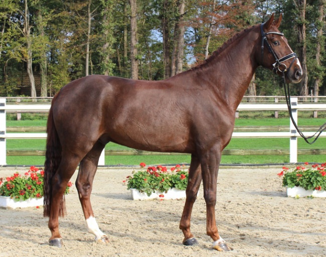 Don Davidoff, a 4-year-old Westfalian gelding by Diatano - Laudabilis – Ehrentusch