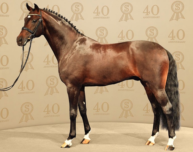 For Romance II (by Furst Romancier x Sir Donnerhall x Don Schufro x Sandro)