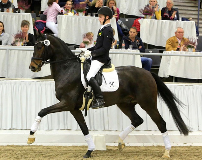 Top price of the Verden auction in November: Quedez (by Quantensprung x Sirtaki) :: Photo © Tammo Ernst