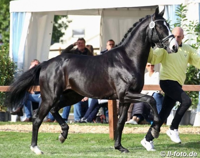 The D'Avie x Sir Donnerhall at the 2019 Hanoverian Licensing in October :: Photo © LL-foto