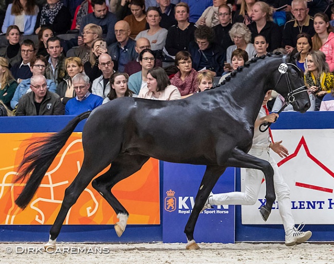 Maclaren (by Totilas x De Niro) at the 2020 KWPN Stallion Licensing :: Photo © Dirk Caremans