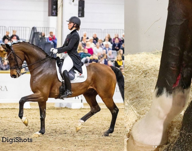 Anna Kasprzak and Fuhur at the 2020 CDI Lillestrøm, Fuhur's injured leg. 