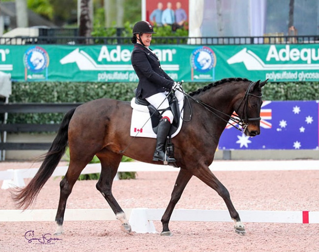 Canadian Paralympian Lauren Barwick of Reddick, FL, brought Sandrino all the way to the FEI level after less than two months of training as a para-dressage mount :: Photo © Sue Stickle