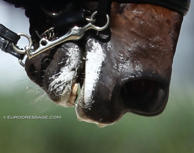 White sugar paste spread widely over a horse's lips :: Photo © Astrid Appels