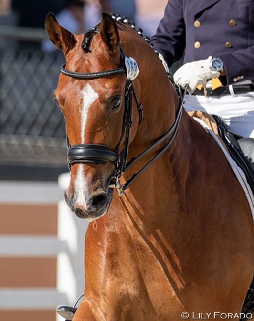 Hudson M (by Cadans M x Tuschinski), Grand Prix hopeful for Dawn White-O'Connor :: Photo © Lily Forado