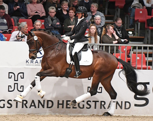 Atterupgaards Barcelo (by Bon Coeur x Caprimond) :: Photo © Ridehesten