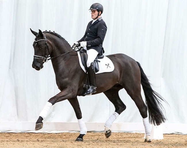 D'Abord (by De Niro x Samarant) is part of the spring elite auction collection :: Photo © Tammo Ernst