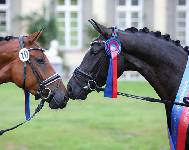 2019 Oldenburg Elite Mare Champion Heideromanze