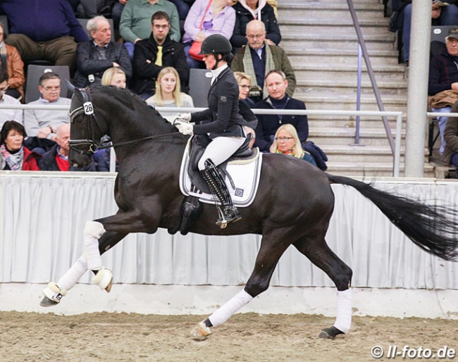 Carolin Brandt and Meilenstein at a stallion show in Verden in February 2020 :: Photo © LL-foto