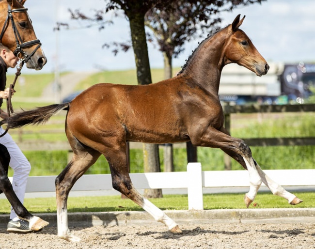 Foal Oldenburg (by Fontaine x Vic)